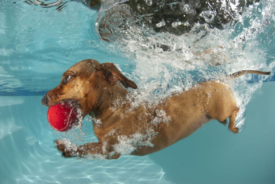 cuidados com o cachorro na piscina