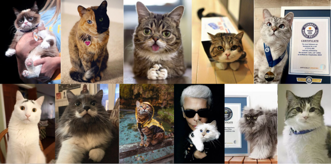 os-gatos-mais-famosos-de-2023